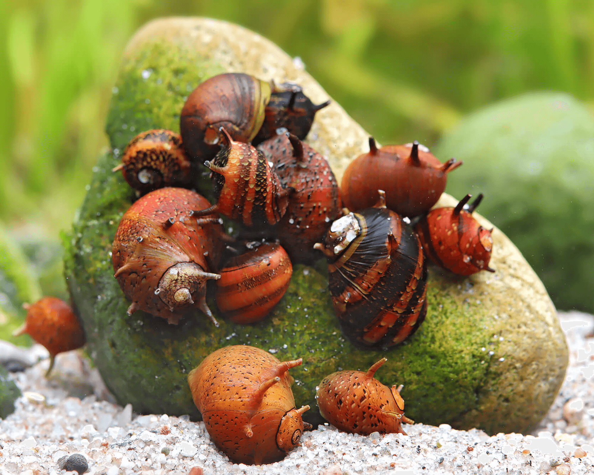 Clithon sowerbianum (Volcano Red Horned Snail)